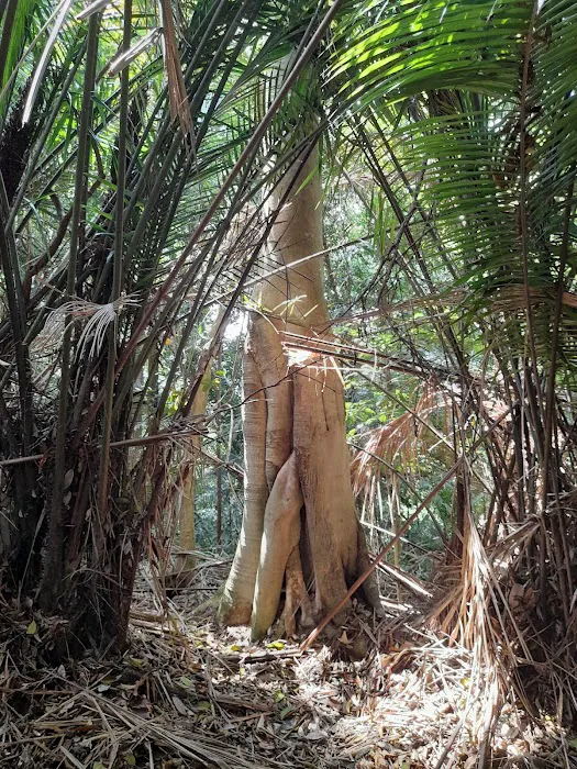 Gunung Tok Wan Peak Picture 6