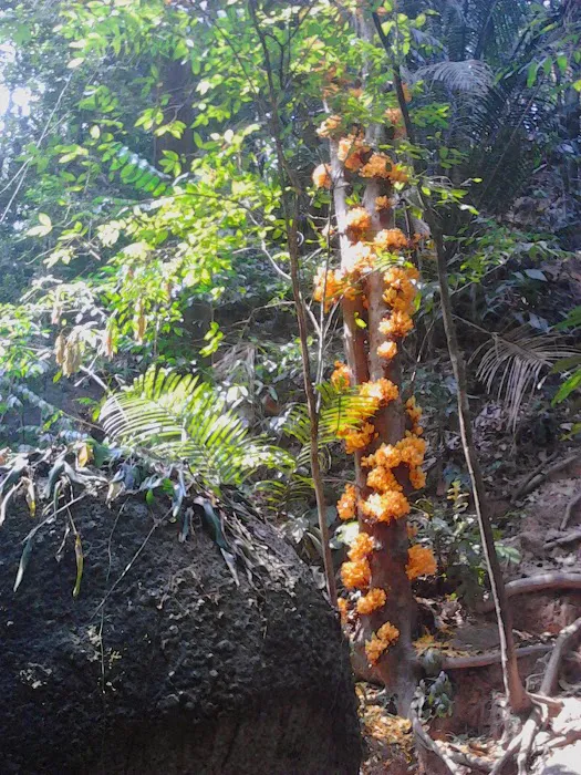Gunung Tok Wan Peak Picture 4