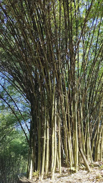 Mini arashiyama (大聖嶺岚山小竹林) Picture 3