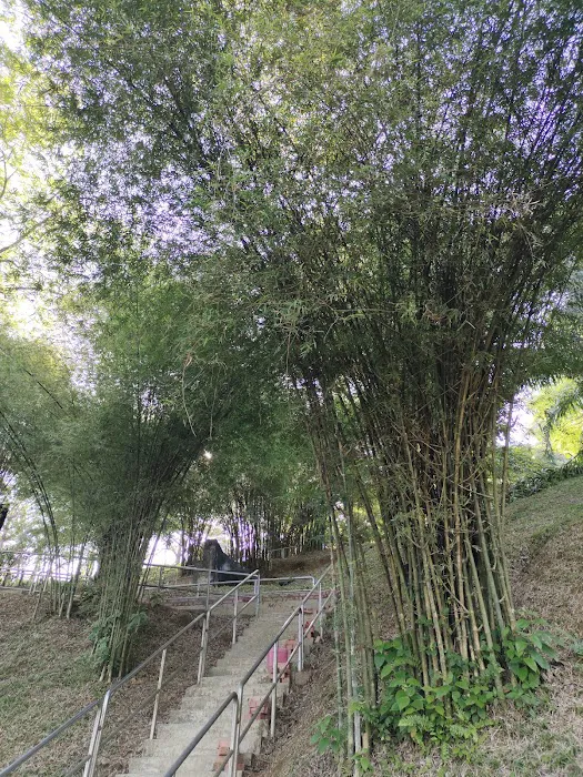 Mini arashiyama (大聖嶺岚山小竹林) Picture 6