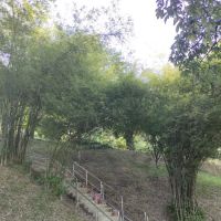 Mini arashiyama (大聖嶺岚山小竹林) ico