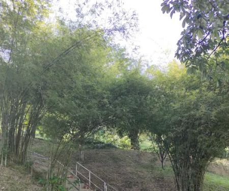 Mini arashiyama (大聖嶺岚山小竹林)