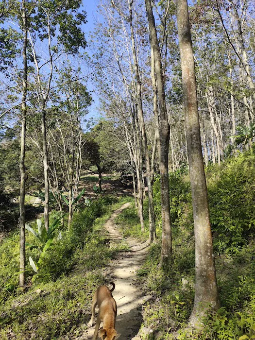 Rubber tree plantation 橡胶树丛林 Picture 1