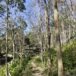 Rubber tree plantation 橡胶树丛林