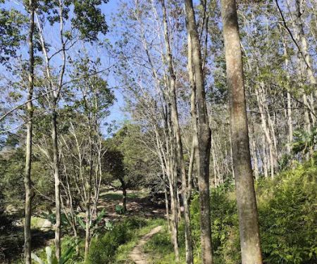 Rubber tree plantation 橡胶树丛林