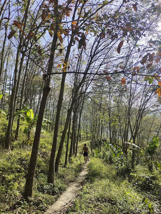Rubber tree plantation 橡胶树丛林 Picture 2