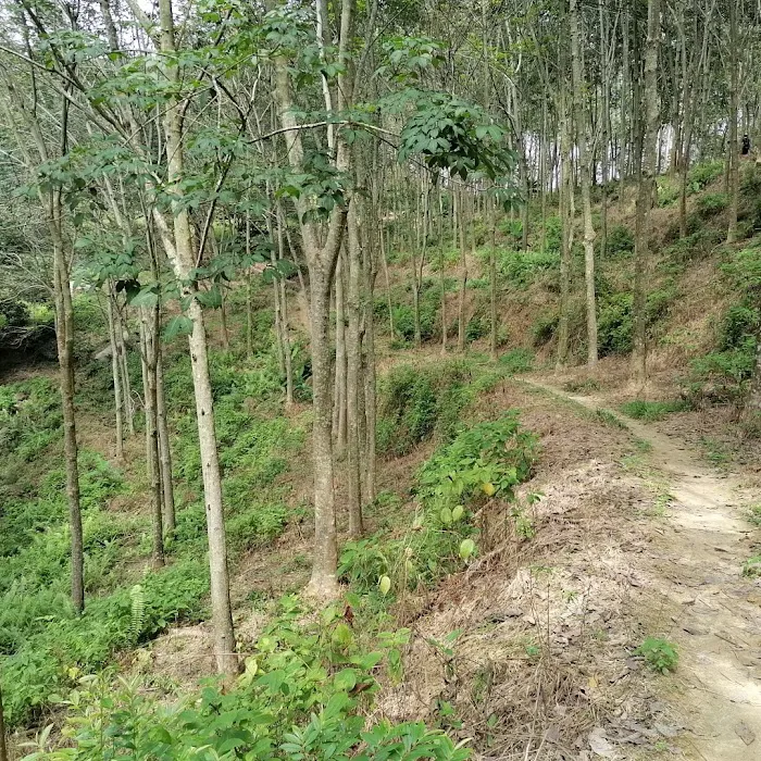 Rubber tree plantation 橡胶树丛林 Picture 4