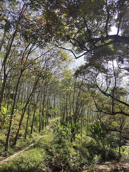 Rubber tree plantation 橡胶树丛林 Picture 3
