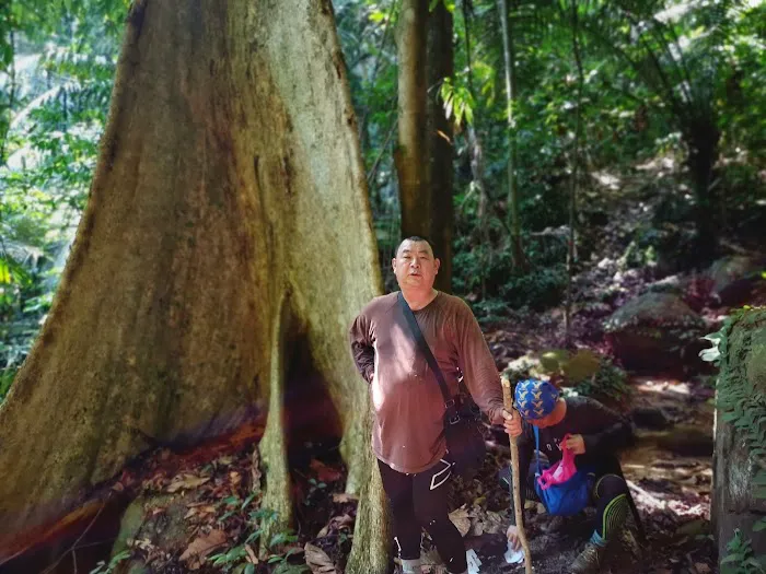 Broga Big Tree Picture 10