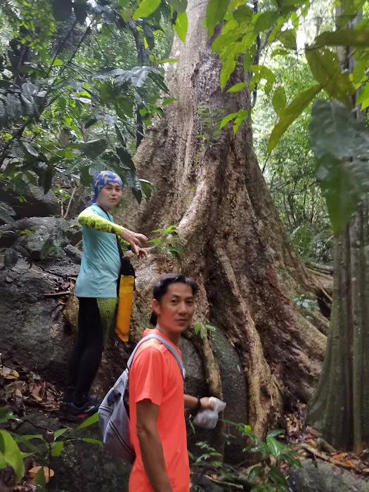 Broga Big Tree Picture 5