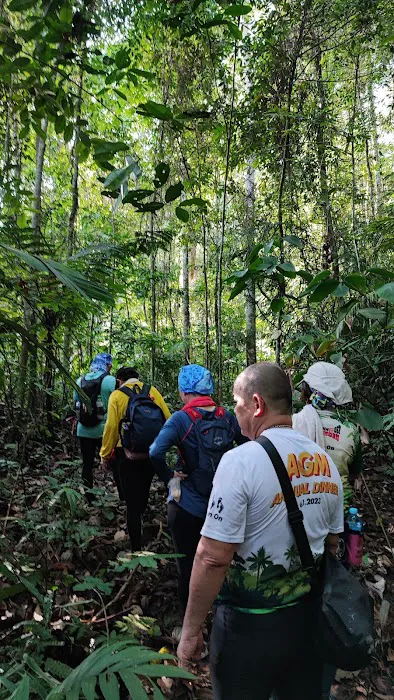 Broga Big Tree Picture 8