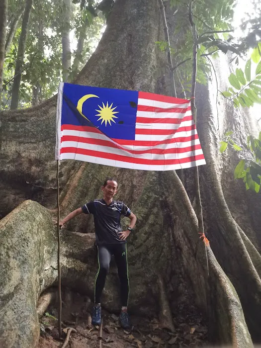 Broga Big Tree Picture 9