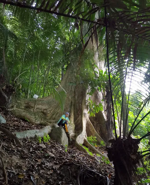 Broga Big Tree Picture 2