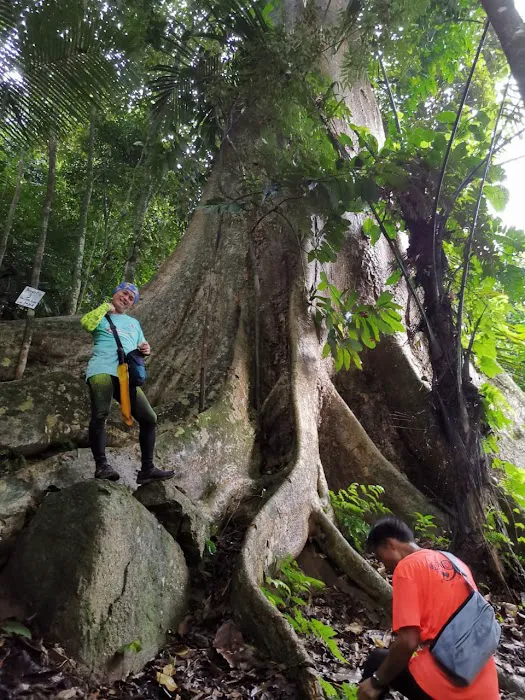 Broga Big Tree Picture 4
