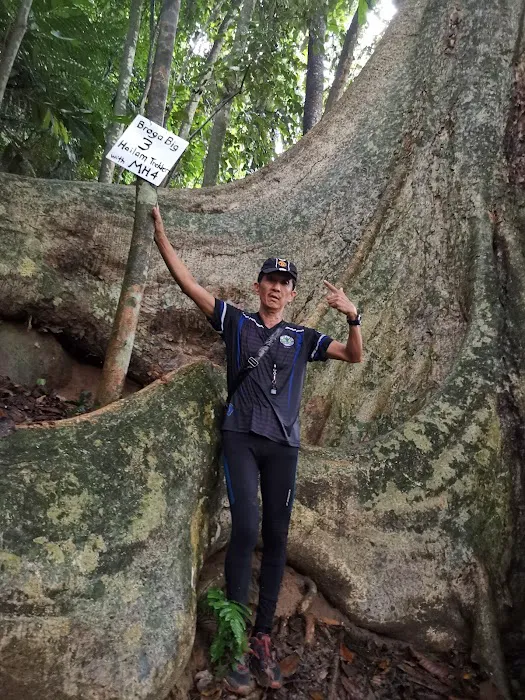 Broga Big Tree Picture 1
