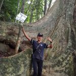 Broga Big Tree