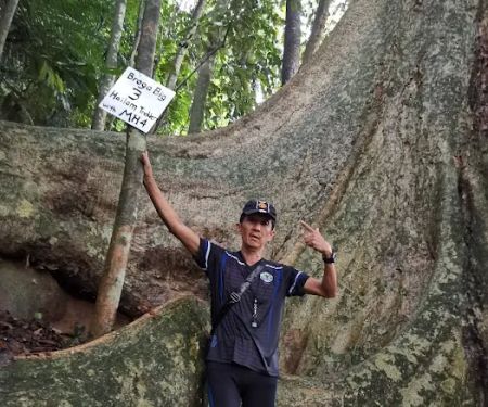 Broga Big Tree