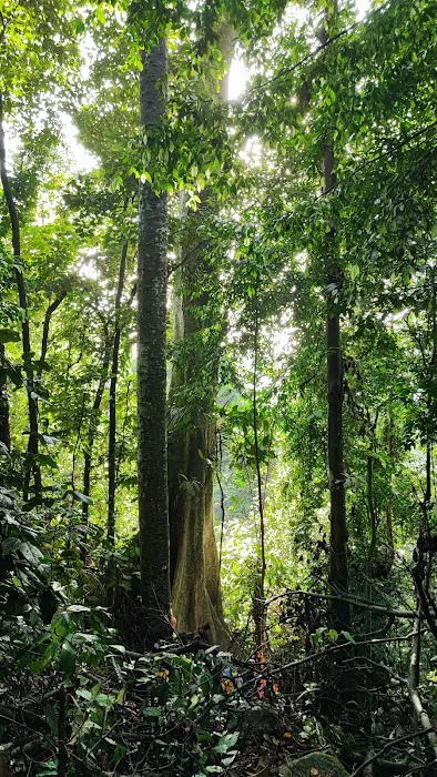 Broga Big Tree Picture 7