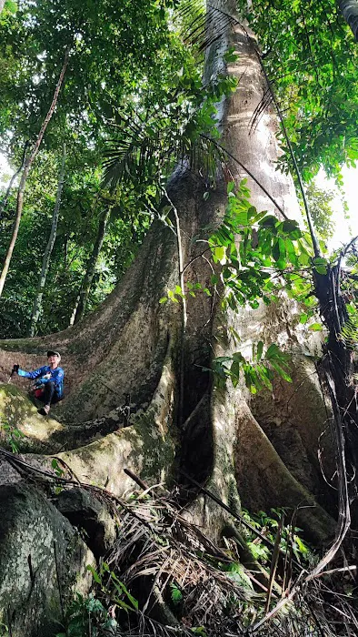 Broga Big Tree Picture 3