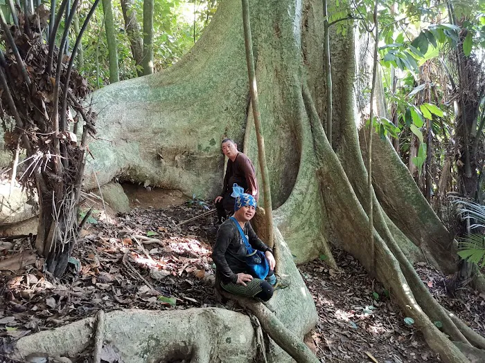 Broga Big Tree Picture 6
