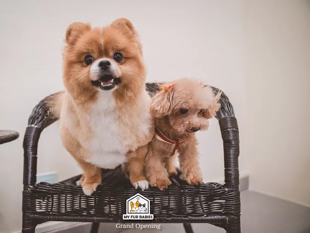 My Fur Babies Picture 5