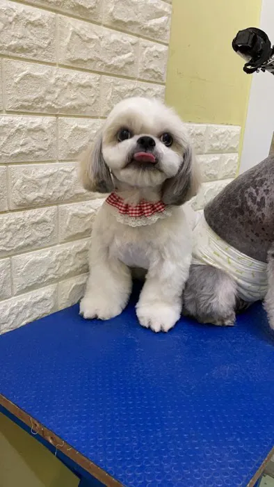 My Fur Babies Picture 1