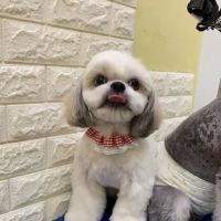 My Fur Babies ico