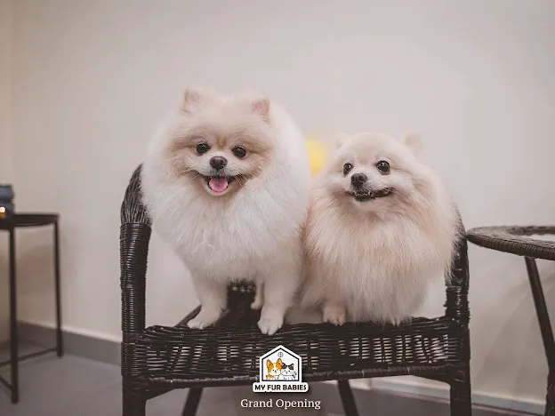 My Fur Babies Picture 10