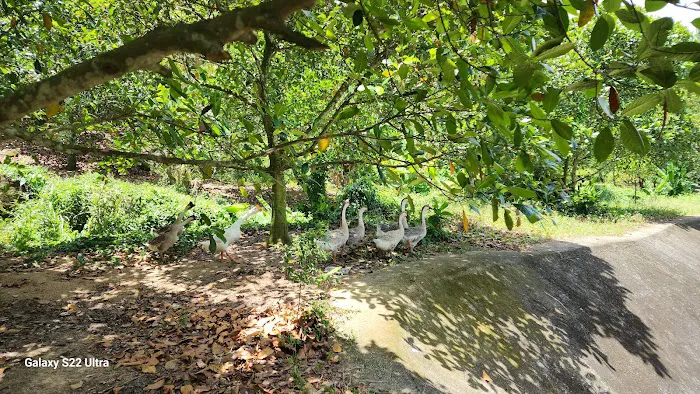 Matrix Green Farm Picture 2