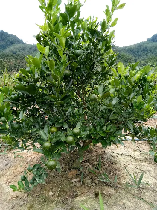 Taman Rekreasi Bukit Piatu Bentong Picture 9