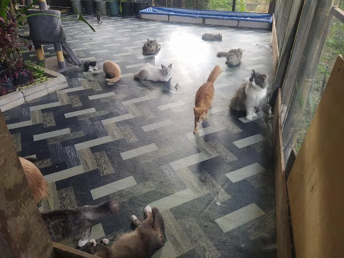 Catz Care Centre Picture 1