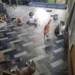 Catz Care Centre