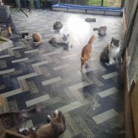 Catz Care Centre ico