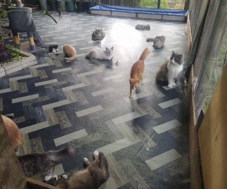 Catz Care Centre