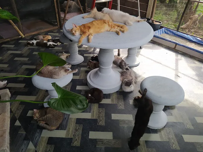 Catz Care Centre Picture 2