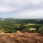 THC's Durian Orchard