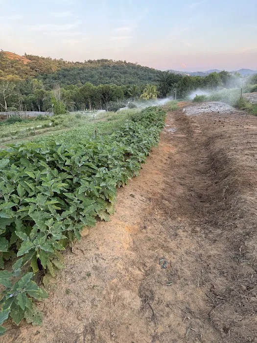 ELLANATUS FARM Picture 2