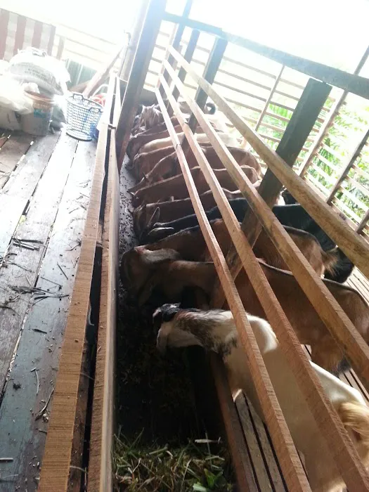 Gembala Timoran Goat Barn Picture 1