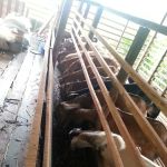 Gembala Timoran Goat Barn