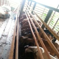 Gembala Timoran Goat Barn ico