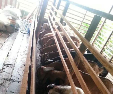 Gembala Timoran Goat Barn