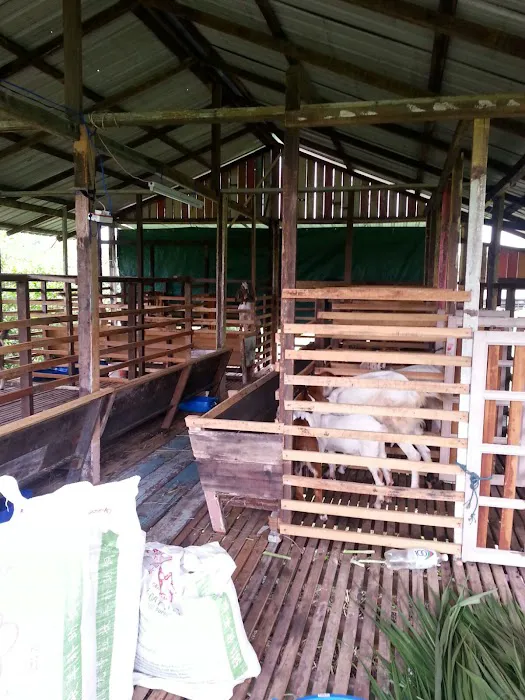 Gembala Timoran Goat Barn Picture 2