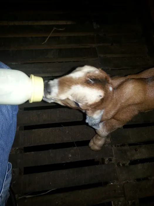 Gembala Timoran Goat Barn Picture 7