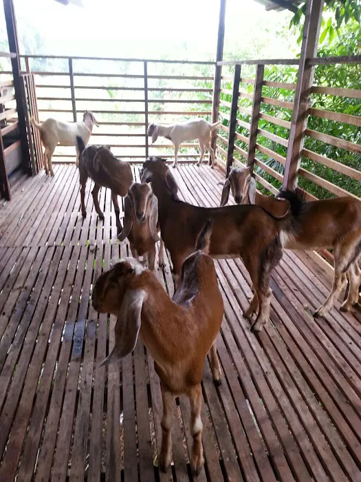 Gembala Timoran Goat Barn Picture 4