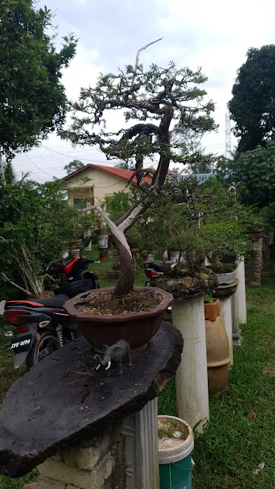 Kembar bonsai nursery Picture 8