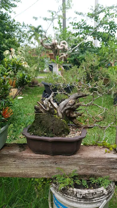 Kembar bonsai nursery Picture 6