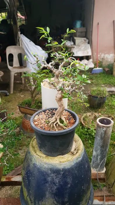 Kembar bonsai nursery Picture 2