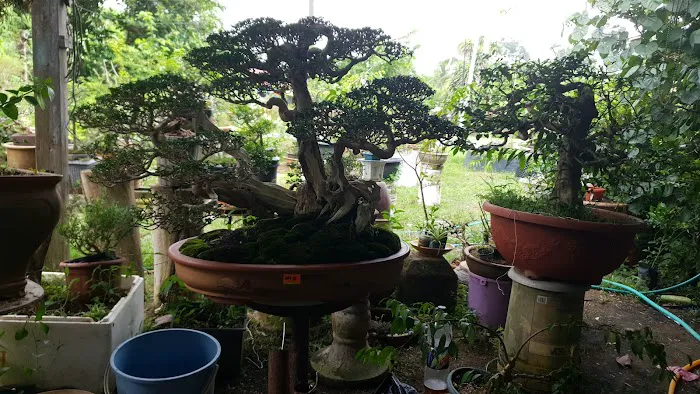 Kembar bonsai nursery Picture 9