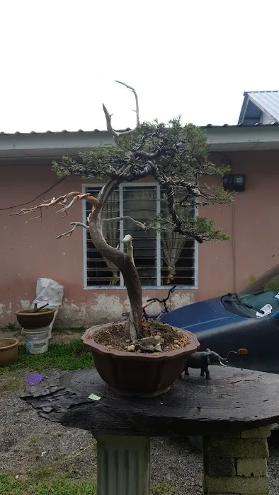 Kembar bonsai nursery Picture 1