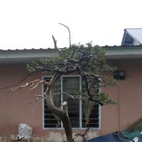 Kembar bonsai nursery ico